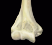 MRIonline Mri mastery series Elbow 2021 cme videos