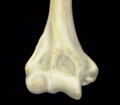 MRIonline Mri mastery series Elbow 2021 cme videos