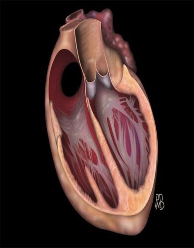 Cardiology